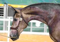 ALCOYANA, DE Y MOHENADO F, CAMPEONA JOVEN DEL CONCURSO